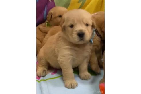 販売中の茨城県のゴールデンレトリーバー-394609の10枚目